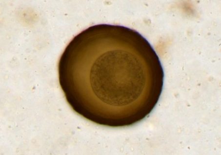 Parascaris