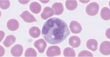 canine-monocyte