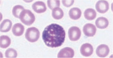 canine-eosinophil