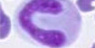 feline-band-neutrophil